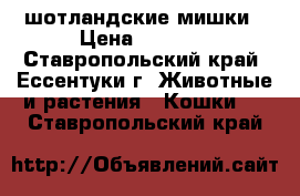 шотландские мишки › Цена ­ 1 000 - Ставропольский край, Ессентуки г. Животные и растения » Кошки   . Ставропольский край